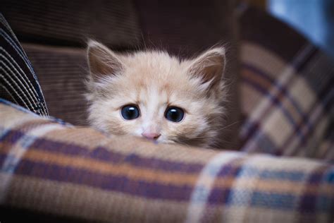 why is my cat always scared and hiding