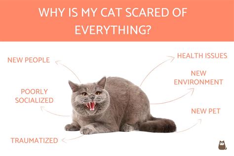 why is my cat always scared of me