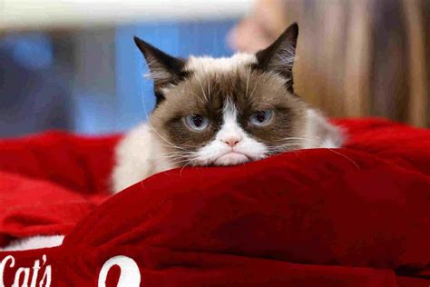 why is my cat so grumpy