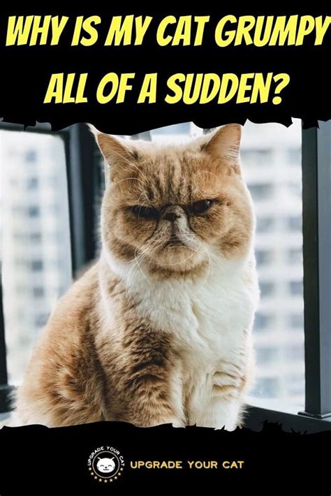 why is my cat so grumpy all of a sudden