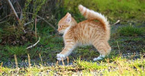 why is my kitten so mean and aggressive