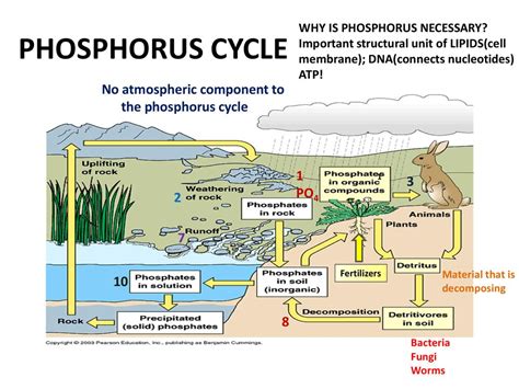 why is phosphorus referred to as a local cycle