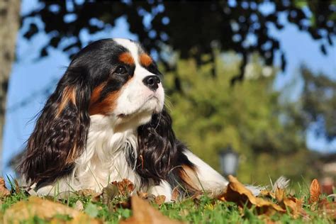 why not to get a cavalier king charles spaniel