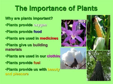why plants important for us explain