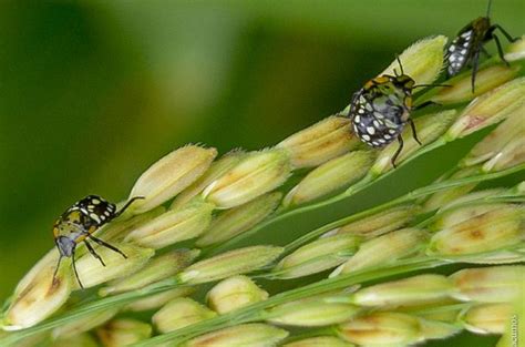 Wild Rice Pest Control