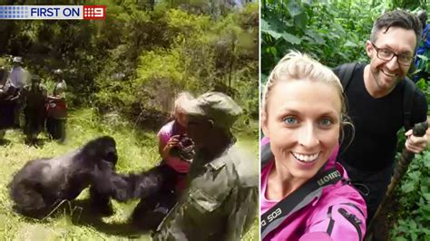 will gorilla attack human