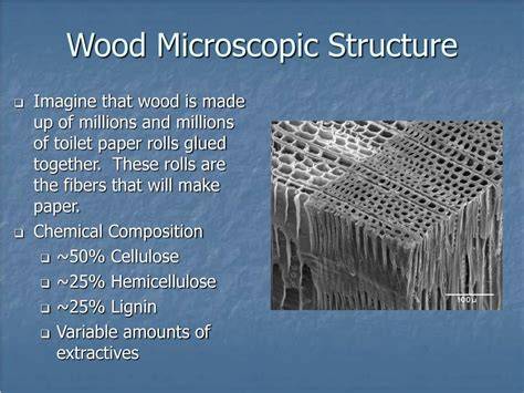 wood microscopic structure