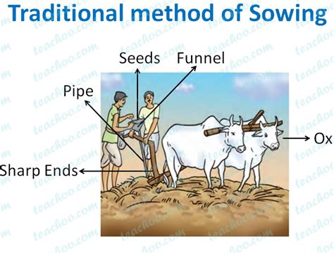write a short note on process of sowing class 8
