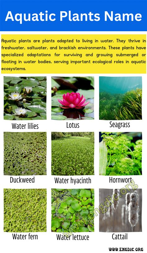 write some examples of aquatic plants