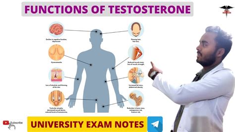 write two important function of testosterone