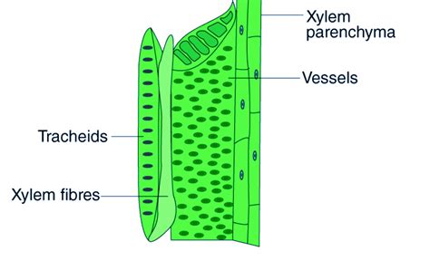 xilem fiber structure