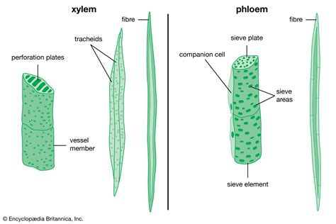 xilem tracheid structure