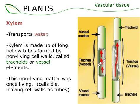xilem vessel element structure