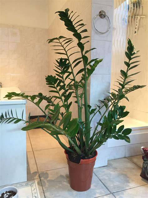 zz plant